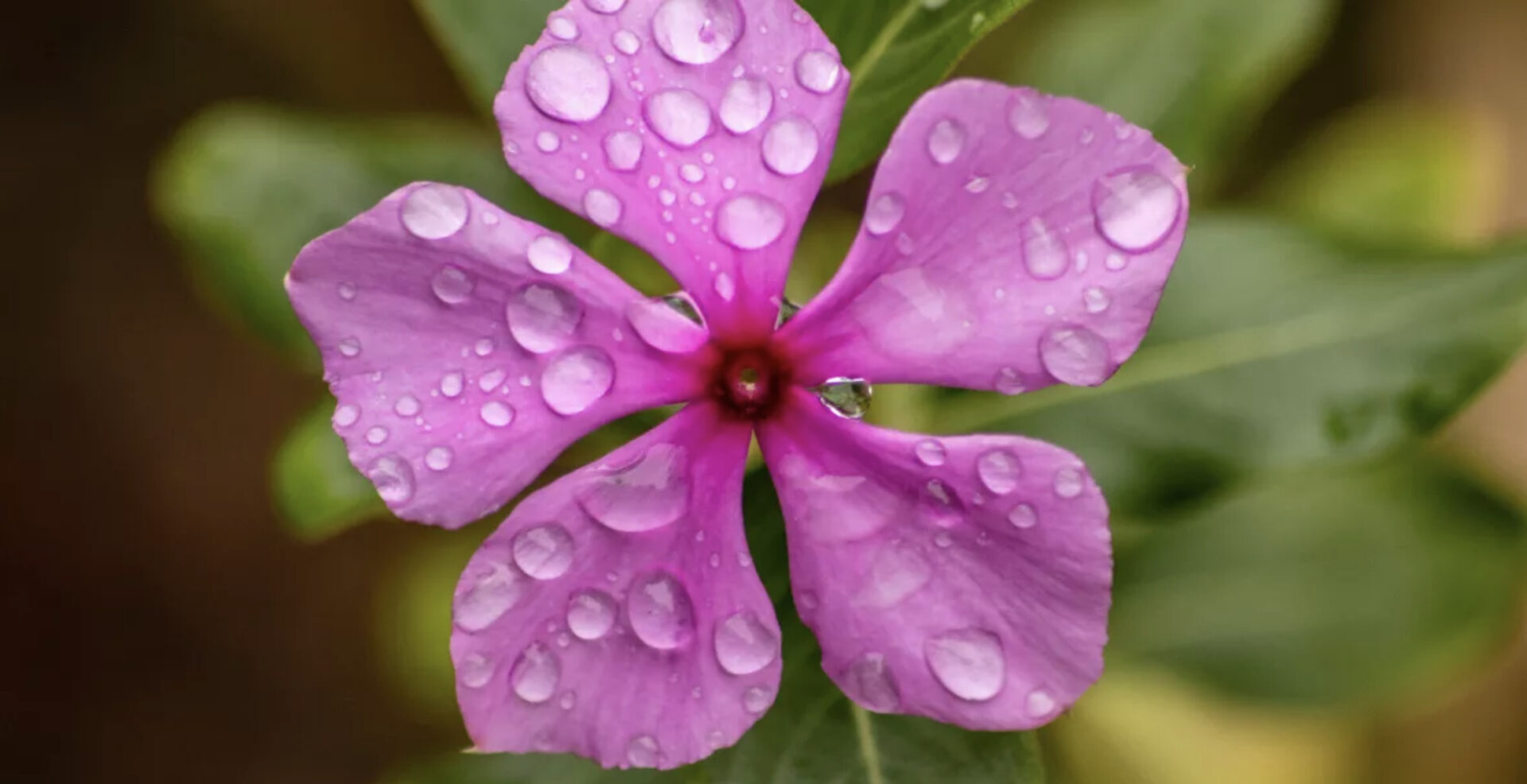 Five Tips to Support Change with Flower Essence Therapy